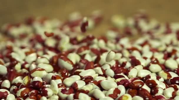 Крупный план высыпания сушеных бобов в кучу, производство здоровой пищи на органической ферме — стоковое видео