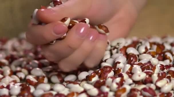 Mano della donna godendo tocco di fagioli secchi, produzione alimentare biologica, agricoltura — Video Stock