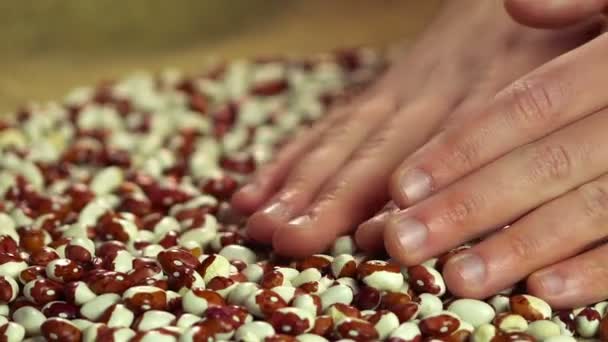 Movimiento lento de las manos de los agricultores masculinos disfrutando del toque de frijoles orgánicos procesados — Vídeos de Stock