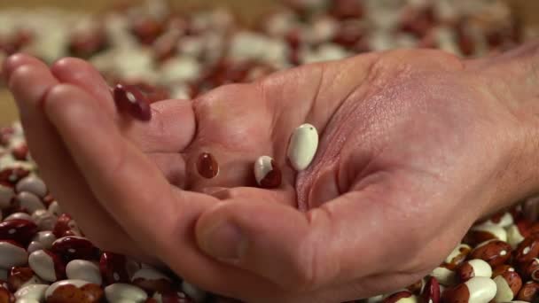 Processed dried beans dropping in hand of hard-working farmer, good harvest — Stock Video