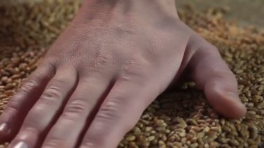 Erkek çiftçi el toplanan ürün buğday, tarım, iş dokunuş zevk