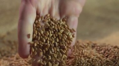 Çok çalışan çiftçi el dokunmadan buğday tahıl, ürün kalitesi, tarım