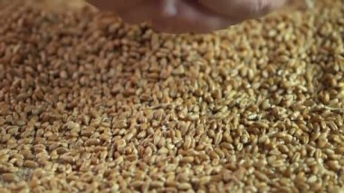 Erkek ellerini tutarak buğday tahıl, tarım iş, eko gıda, ürün kalitesi