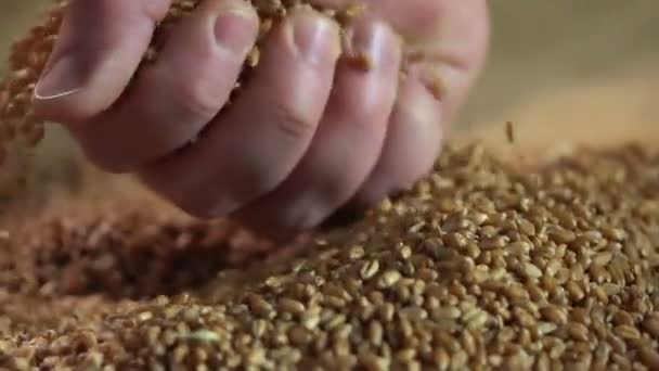 Фермер наслаждается результатами своей работы, проверяет качество зерна пшеницы, органические продукты питания — стоковое видео