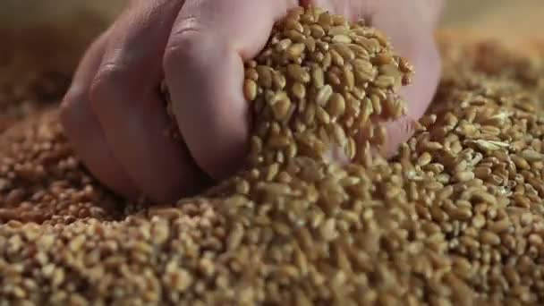 Demostración de grano de trigo, vendedor que presenta cosecha recolectada de buena calidad — Vídeos de Stock