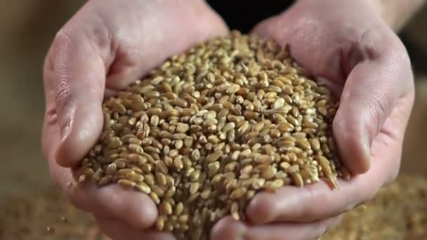 Hombre sosteniendo grano de trigo en sus manos, granjero disfrutando de su trabajo, agricultura — Vídeos de Stock