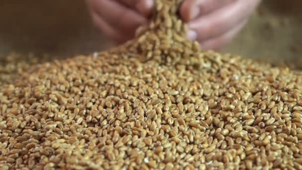 Высококачественное пшеничное зерно, гордый фермер, представляющий экологическую продукцию на рынке — стоковое видео