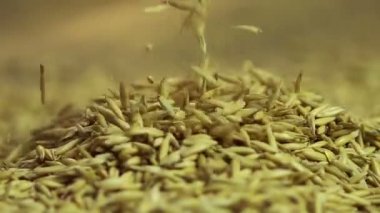 Çiftlik, tarım iş, organik ürünler, çuval içinde düşen yulaf tahıl seçin