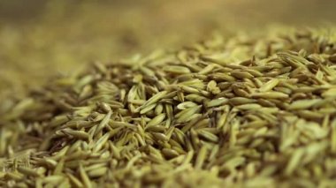 Sarı yulaf tahıl düşen tutuyordu, sağlıklı ve organik ürün, tarım