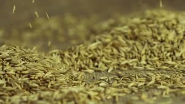 Gri erkek eller tohum kalitesini kontrol yalancı içinde yerli yulaf tahıl