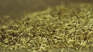 Erkek dökme yulaf tohumu tutuyordu, tarım, çevre gıda, iş üzerinde eller