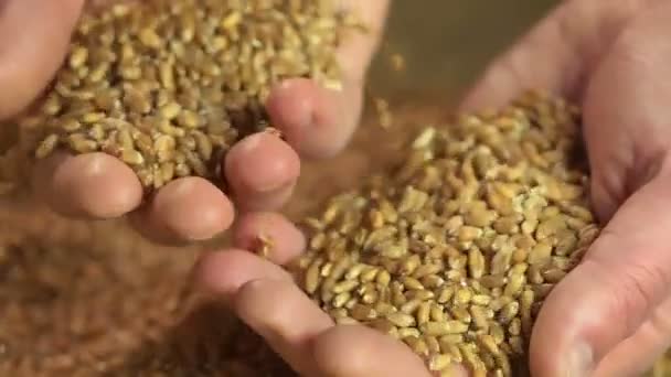 Agriculture business, man taking handful of wheat grain, high quality eco food — Stock Video