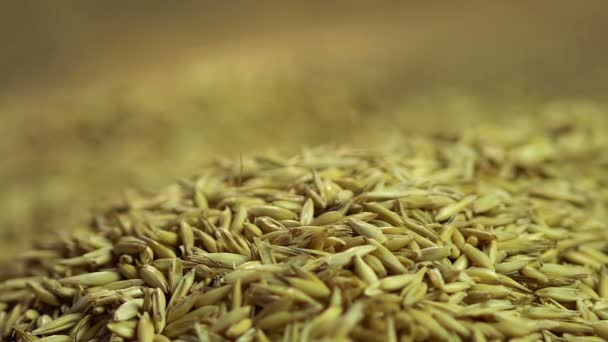 Comercio de cereales, semillas de avena de alta calidad que caen en sacos con cultivos, productos ecológicos — Vídeo de stock