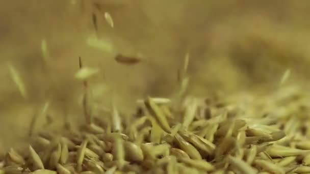 Avena semi che cadono in pila, grano di alta qualità, attività agricola, cibo ecologico — Video Stock