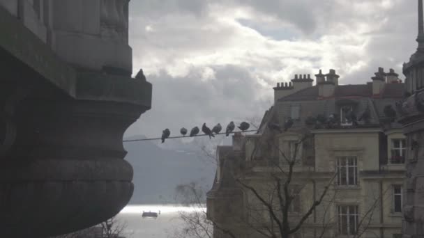 Onheilspellende vogels zitten op draad, mysterieuze sfeer in oude achtervolgd stad — Stockvideo