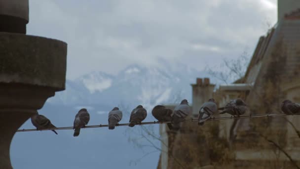 Manada de palomas de la ciudad sentadas en alambre, que sobreviven frías juntas, observación de aves — Vídeo de stock