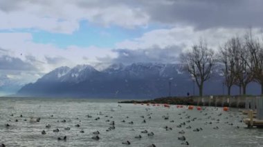 Yüzen ve fırtınalı üzerinde uçan yaban ördekleri yüzey, karlı Alp ufukta su