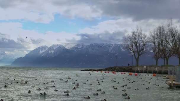 Volně žijící ptáci shromáždění v hejnu na jezeře, bouřlivé vody vlnící, krásná příroda — Stock video