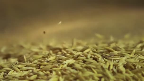 Семена овса высокого качества падают на мешковину, сельскохозяйственная продукция на продажу — стоковое видео