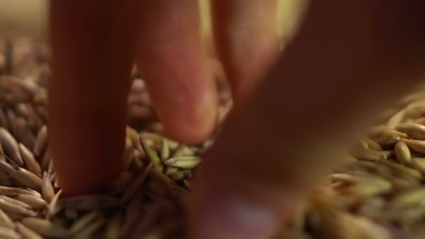 Mano umana prendendo pizzico di semi di avena e dimostrando al compratore, agricoltura — Video Stock