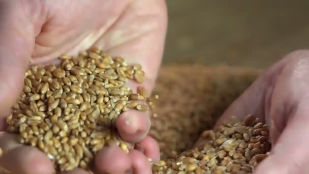 Agronom demonstrovat sklizeň pšenice na trhu, zemědělské zboží, zemědělství — Stock video