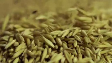 Tahıl, yüksek kaliteli çevre ürün yığınının içinde düşme, tarım kuru yulaf tohumu seçin