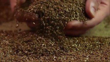 Flaxseeds ellerine almak ve alıcıya, tarım iş gösterilen çiftlik işçisi