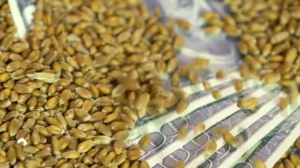 Торговля зерном, падение семян пшеницы в мешок с деньгами, производство органических продуктов питания — стоковое видео