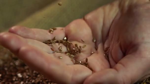 Agricultor tocando lindas sementes de linho marrom, desfrutando de seu trabalho, agricultura — Vídeo de Stock
