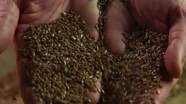 Les mains de l'acheteur vérifient soigneusement la qualité des graines de lin, l'agriculture, l'agriculture — Video