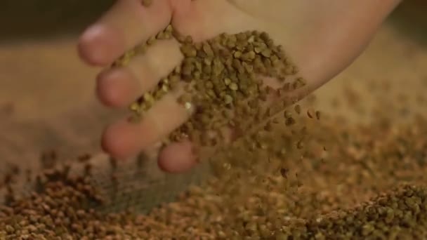 Contadino che controlla la qualità del grano saraceno — Video Stock