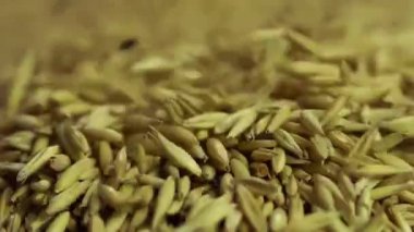 Yüksek kaliteli yulaf tohumu