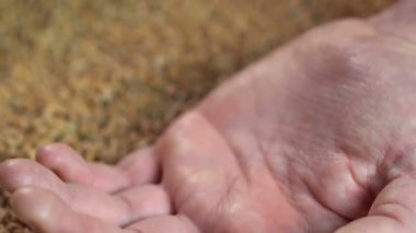 Buğday erkek zevk dokunmatik