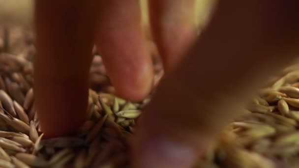 Человеческая рука берет семена овса — стоковое видео