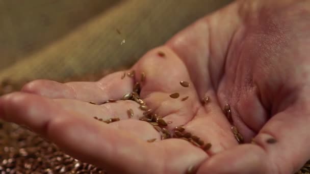 Beautiful brown flax seeds — Stock Video