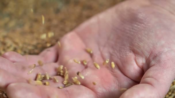 Male enjoying touch of wheat — Stock Video