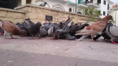 Şehir merkezi kare kalabalık güvercinler sürüsü. Çevre kirliliği sorunu