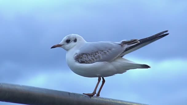 Pájaro asustado escapando de curioso observador de aves, pasatiempo de observación de la naturaleza salvaje — Vídeo de stock