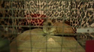 Memnun kısa saçlı kedi kafeste uyku, safkan evcil hayvan sergisi, hayvanlar