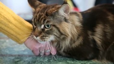 Korkmuş ve gergin Maine Coon kedi evcil hayvan güzellik salonunda masada yatan