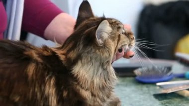 Kadın elleri pet damat salonunda masada yatan Maine Coon kedi petting