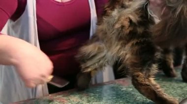 Evde beslenen hayvan damat penye güzel Maine Coon kedi, alma içinde evde beslenen hayvan Güzellik Salonu