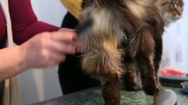 Ceketini penye memnun Maine Coon kedi tolere evde beslenen hayvan saç stilisti