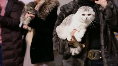 Bayan kürk ceket holding kabarık kısa saçlı kedi eller, evde beslenen hayvan Sergisi