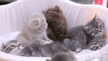 Safkan lop-eared avuç yavru kedi sepet içinde oturan ve oynarken, evde beslenen hayvan göstermek