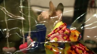 Sphynx kedi evde beslenen hayvan evde oturan ve meowing, sergi ceket giymiş