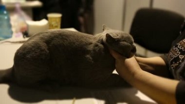 Kadın muayene Britanya ile ilgili stenografi kedi sergisinde safkan evde beslenen hayvan, hayvan