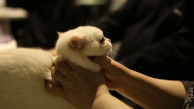 Yargıç hayvan Sergisi, evde beslenen hayvan göstermek beyaz purebred kedi gözleri kontrol