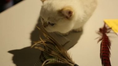 Evde beslenen hayvan oyuncak, kedi Show'da merakla etrafa koklama güzel beyaz yavru kedi