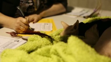 Veteriner Kliniği, evde beslenen hayvan cerrah tanı yazma tablo yalan yorgun Sphynx yavru kedi